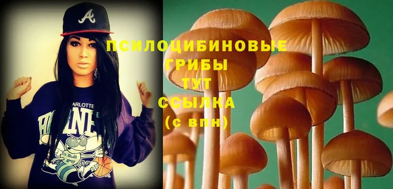 Псилоцибиновые грибы Magic Shrooms  Каменск-Шахтинский 